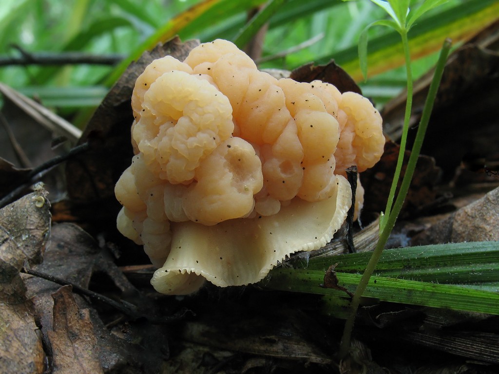 Представитель Семейства Carcinomycetaceae